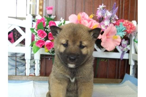成約済の三重県の柴犬-43876の1枚目